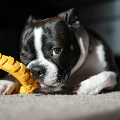 Jouet pour chien indestructible - Les Plaisirs Canins