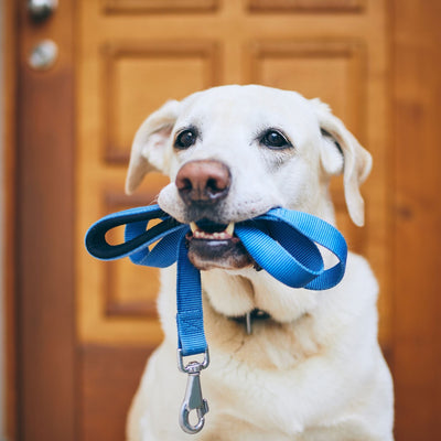 Laisse pour chien - Les Plaisirs Canins