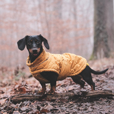 Manteau chien - Les Plaisirs Canins