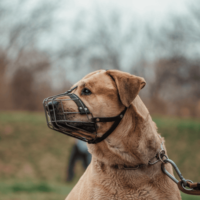 Muselière chien - Les Plaisirs Canins