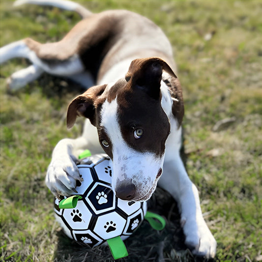 chien brun blanc jouant dehors avec balle pour chien