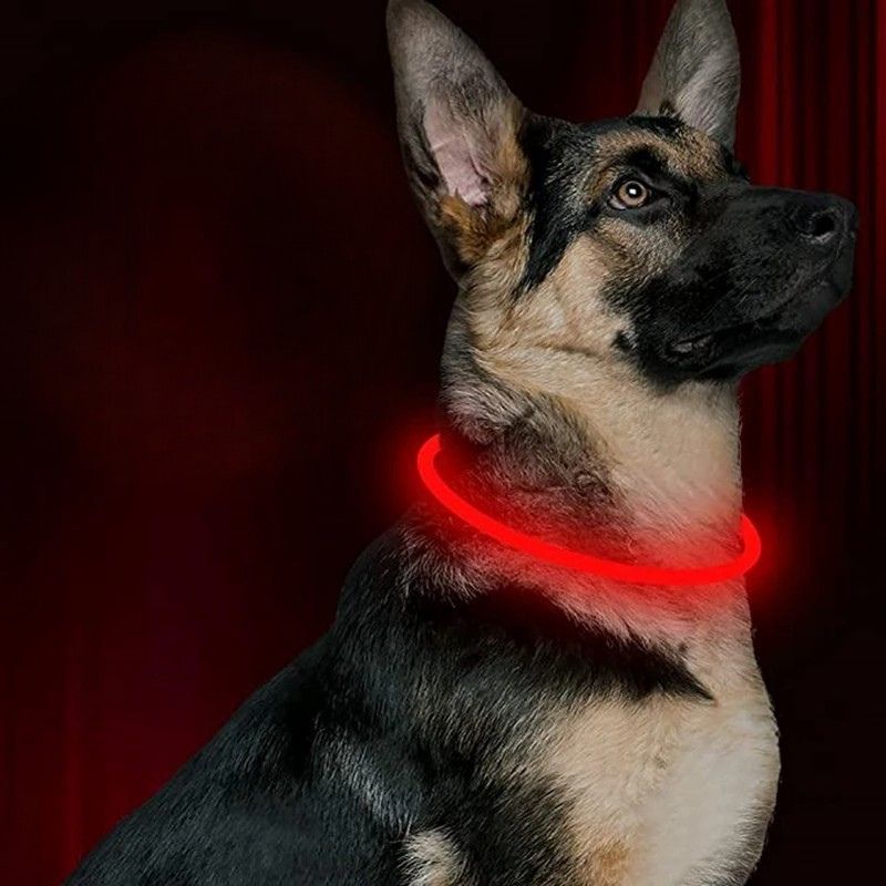 Berger-Allemand-Avec-Son-Collier-Lumineux-Rouge