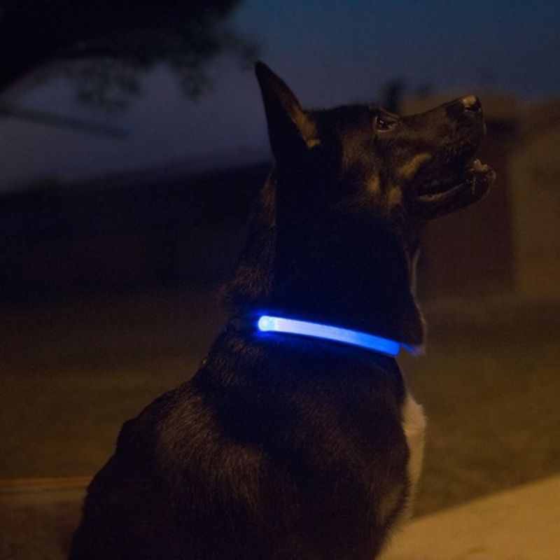 Berger-Allemand-Dans-La-Nuit-Avec-Son-Collier-Lumineux-Chien-Bleu