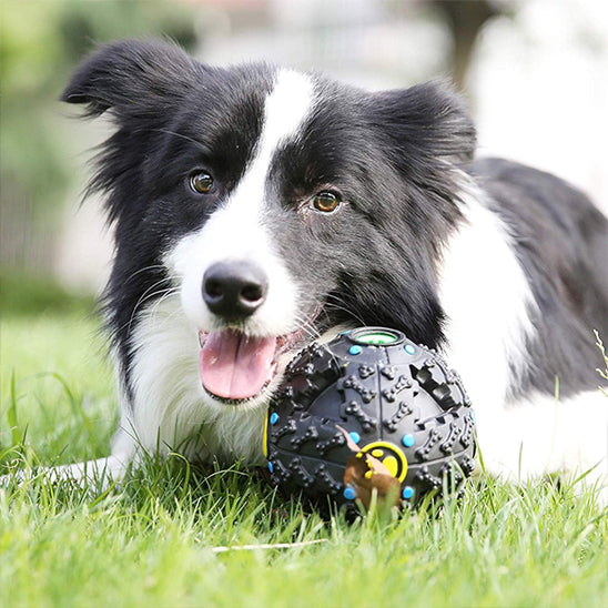 Border_Collie_allonge_sur_lherbe_avec_un_jouet_indestructible_pour_chien_noir_et_jaune