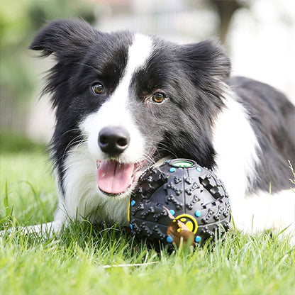 Border_Collie_allonge_sur_lherbe_avec_un_jouet_indestructible_pour_chien_noir_et_jaune