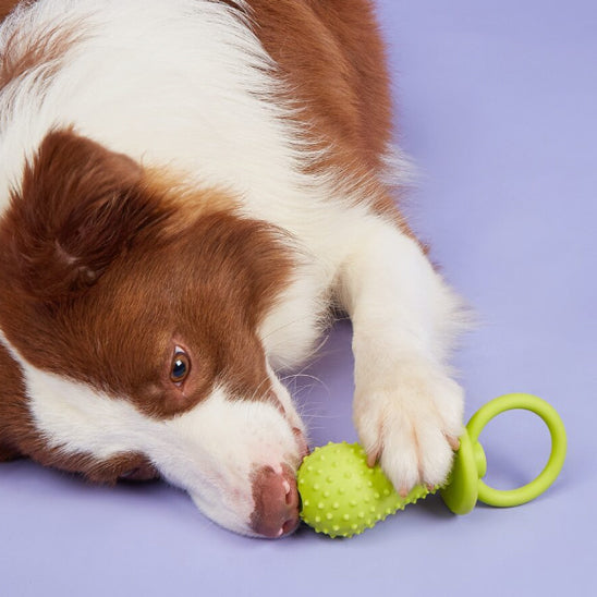 Chien-Heureux-Avec-Son-Jouet-Pour-Chiot