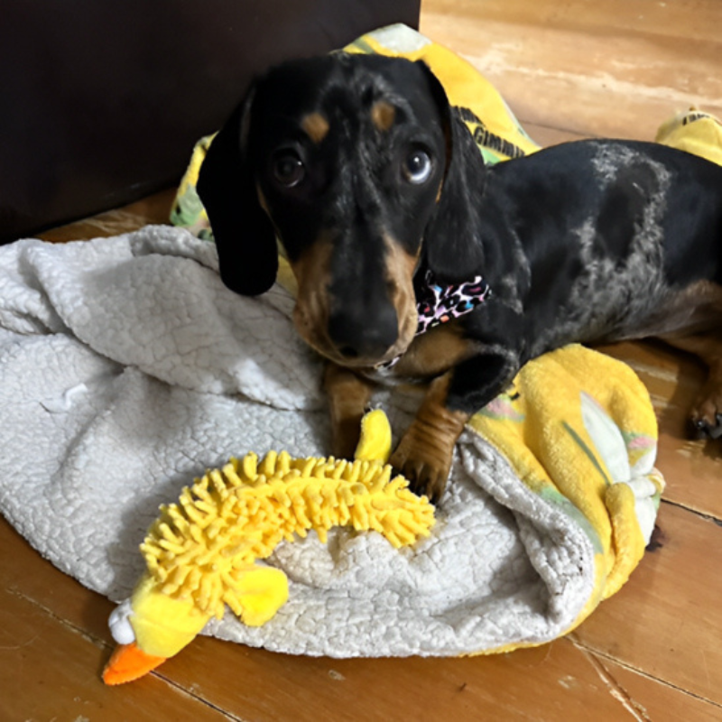 Chien-Qui-Se-Repose-Avec-Son-Jouet-Pour-Chiot