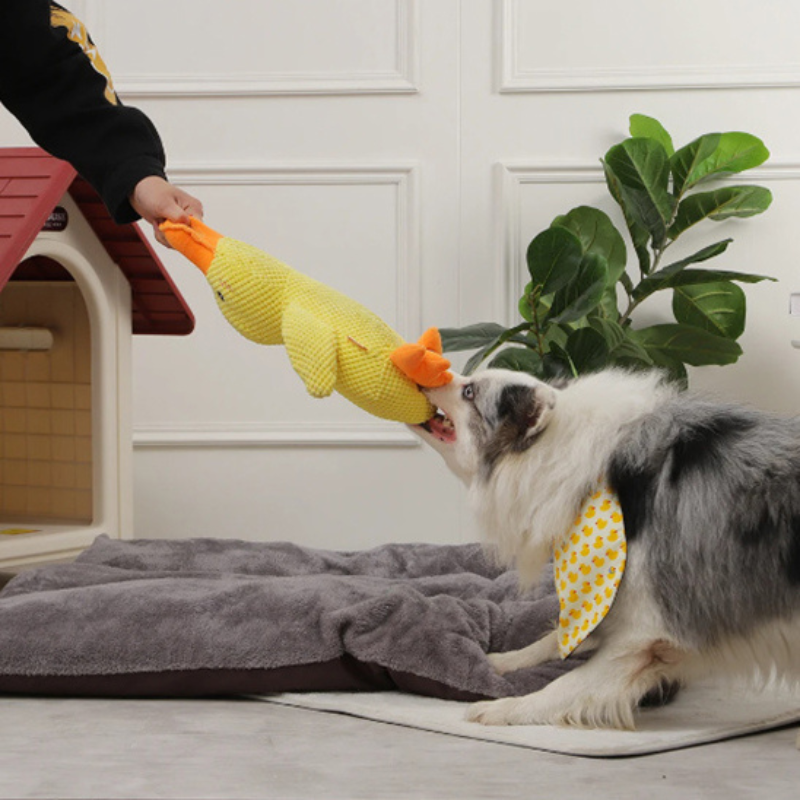 Chien tirant sur une peluche pour chien en forme de canard jaune pendant le jeu