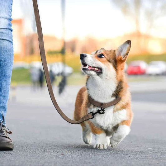 Corgi-En-Promenade-Avec-Sa-Laisse-Et-Son-Collier-Chien-Marron