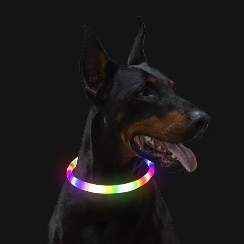 Doberman-Avec-Son-Collier-Lumineux-Chien-ArcEnCiel