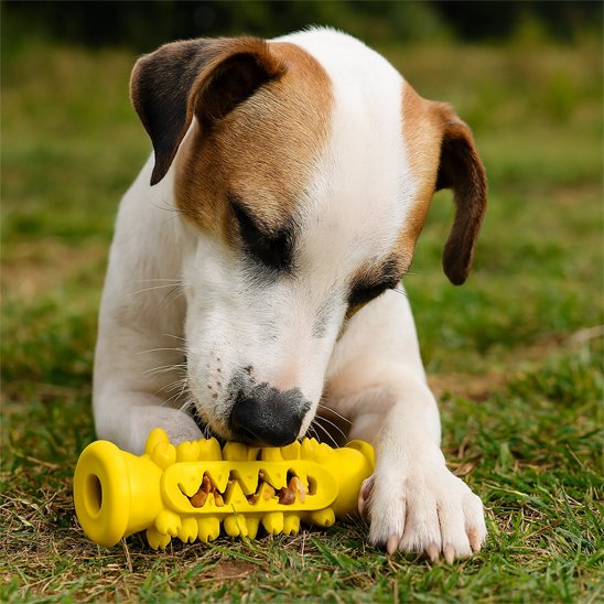 Jeune chien coucher dans l'herbe entrain de mastiquer son jouet pour chien