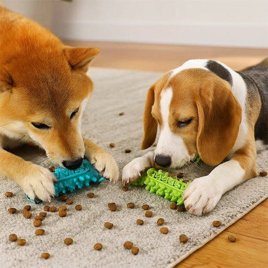 Beagle et Shiba Inu coucher entrain de jouer avec leur jouet pour chien remplie de friandises