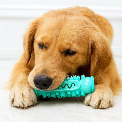 Vieux Golden retriever coucher entrain de mastiquer son jouet pour chien bleu