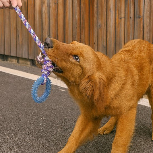 Golden qui tire sur son jouet pour chien résistant