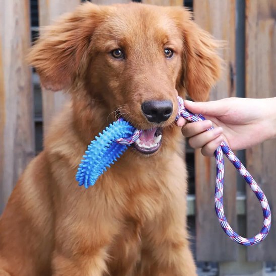 Jeune golden assis avec son jouet pour chien bleu dans la gueule