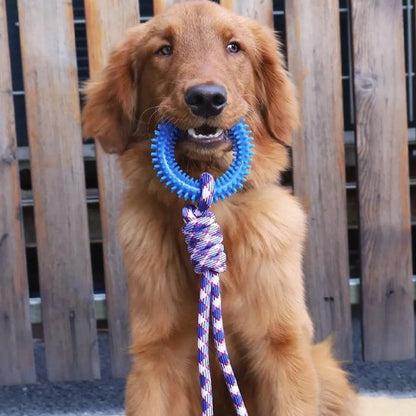 Golden assis devant une cloture en bois avec son jouet pour chien bleu dans la gueule
