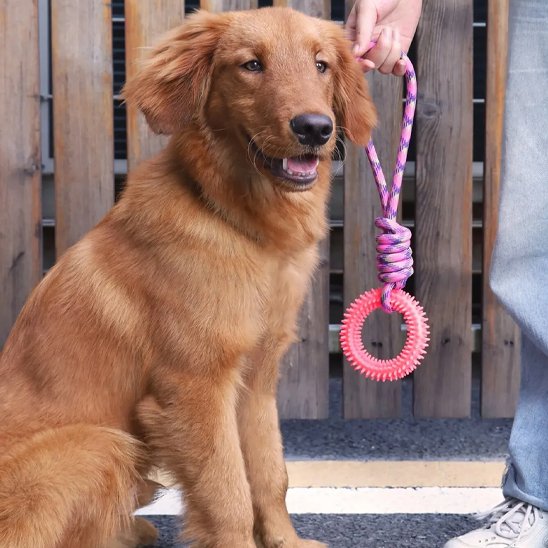 Golden assis avec son jouet pour chien rose et son maitre