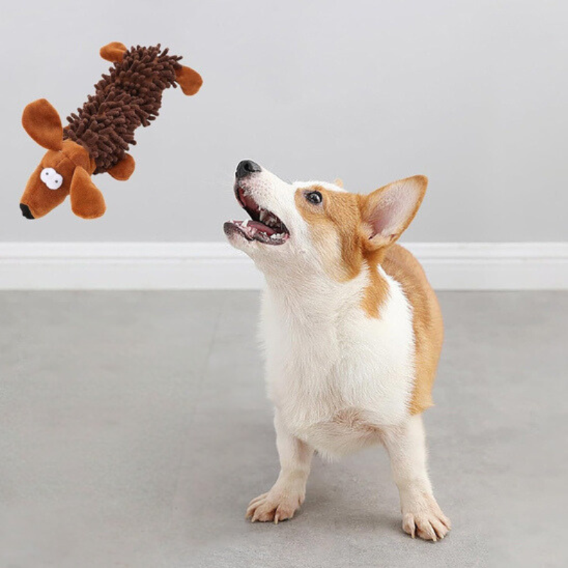 Corgi entrain d'attraper son Jouet Pour Chiot 
