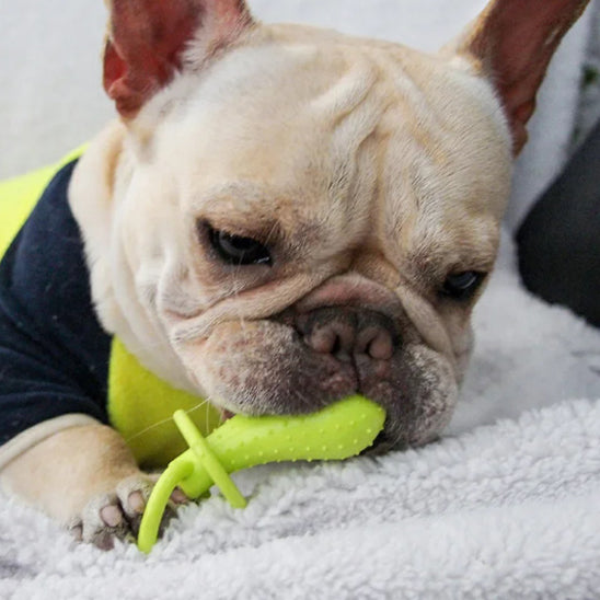Carlin-Avec-Son-Jouet-Pour-Chiot-Parfait-Pour-Les-Dents