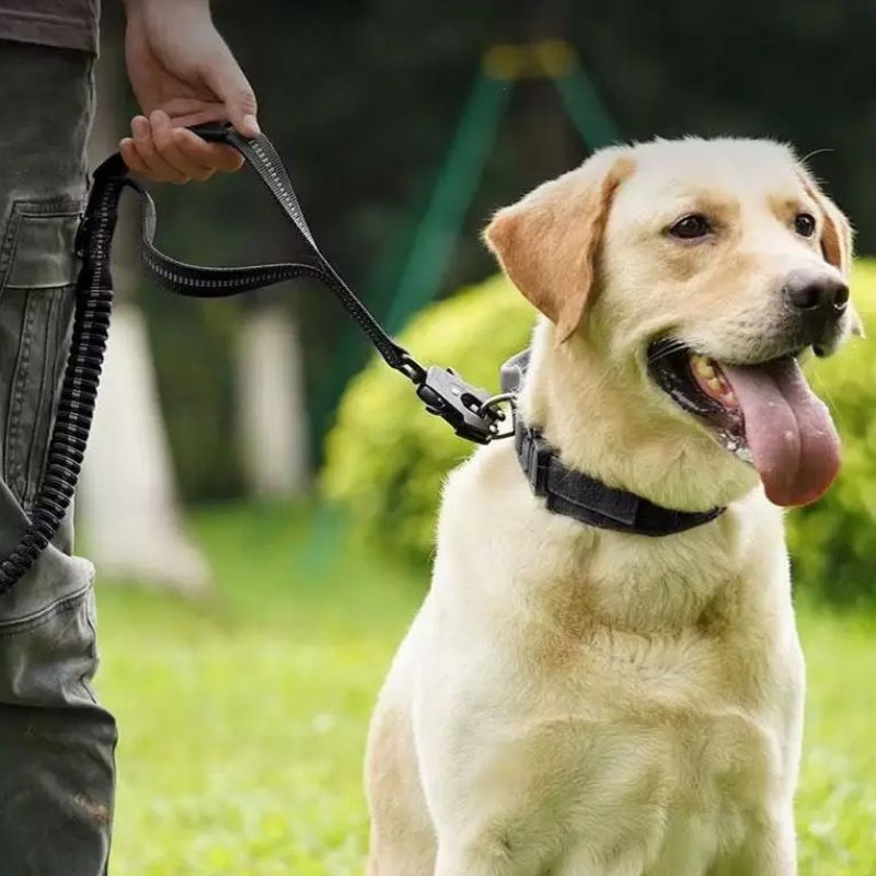 Labrador-En-Promenade-Avec-Son-Proprietaire-Et-Sa-Laisse-Chien