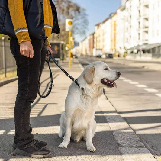 Labrador-En-Ville-Avec-Son-Proprietaire-Et-Sa-Laisse-Chien