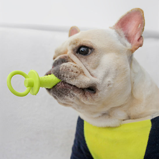 Petit-Chien-Avec-Son-Jouet-Pour-Chiot-Dans-La-Bouche