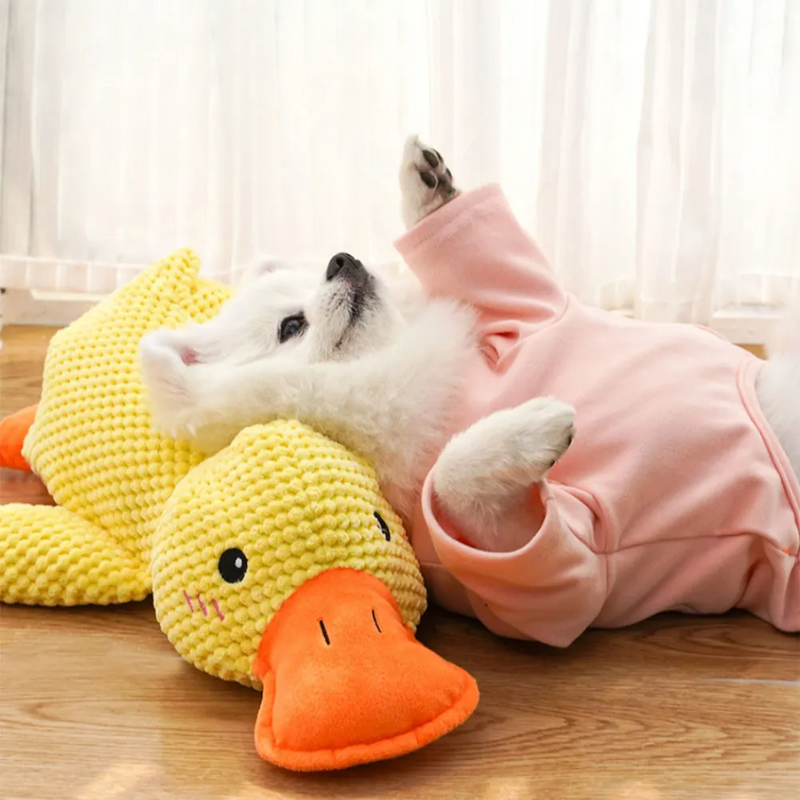 Petit-Chien-Blanc-Coucher-Sur-Le-Dos-Sur-Sa-Peluche-Pour-Chien