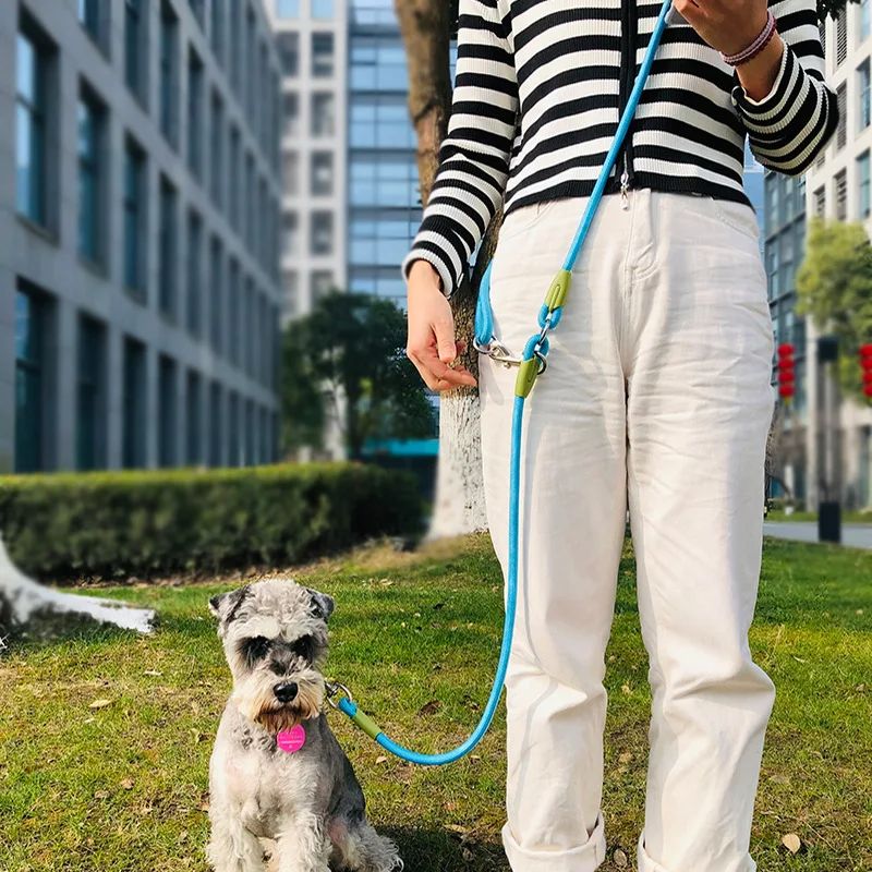 Petit-Chien-En-Promenade-En-Ville-Avec-Sa-Laisse-Chien-Mains-Libres