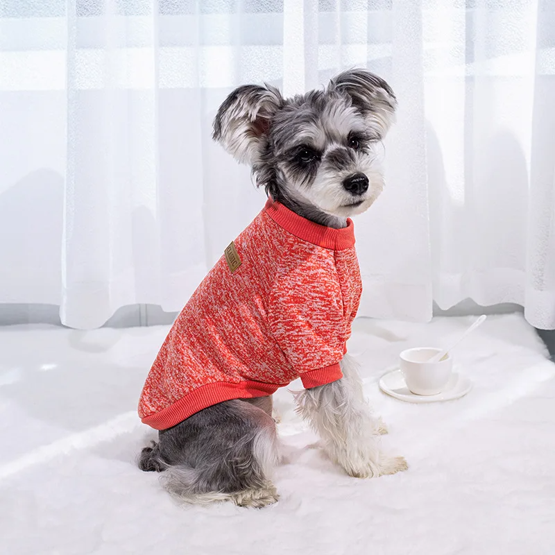 Petit-Chien-Gris-Avec-Son-Pull-Pour-Chien-Rouge