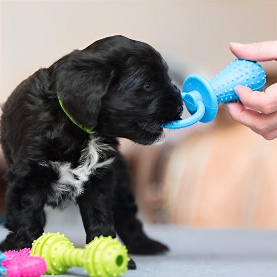 Petit-Chiot-Avec-Son-Jouet-Pour-Chiot