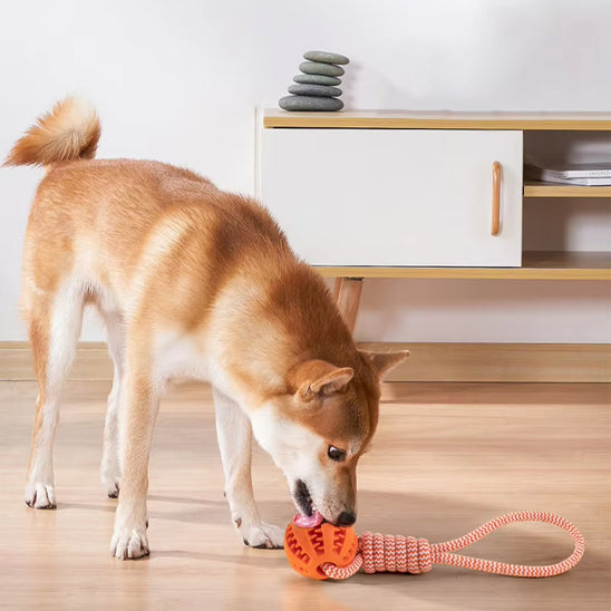 Shiba_inu_jouant_avec_jouet_indestructible_pour_chien
