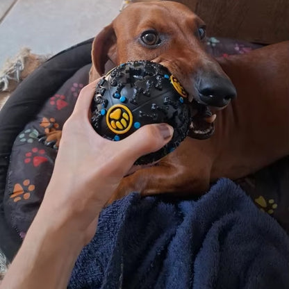 Teckel_roux_dans_son_coussin_mordillant_un_jouet_indestructible_pour_chien_noir_avec_motifs_jaunes