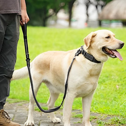 Labrador en promenade avec sa laisse pour chien anti-traction avec amortisseur à ressort