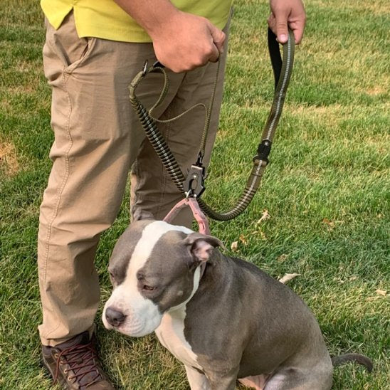 Pitbull assis dans l'herbe avec sa laisse pour chien anti-traction avec poignée rembourré