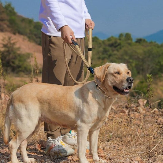 Labrador à la montage avec sa laisse pour chien anti-traction idéale pour randonnée