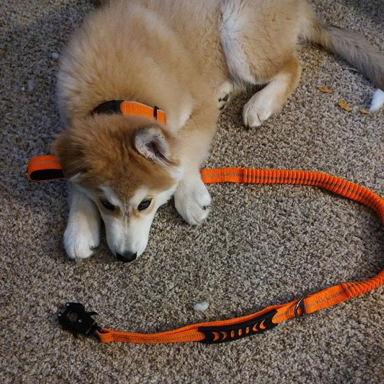 chiot husky coucher sur un tapis avec sa laisse pour chien anti-traction