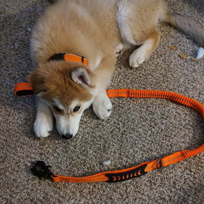chiot husky coucher sur un tapis avec sa laisse pour chien anti-traction