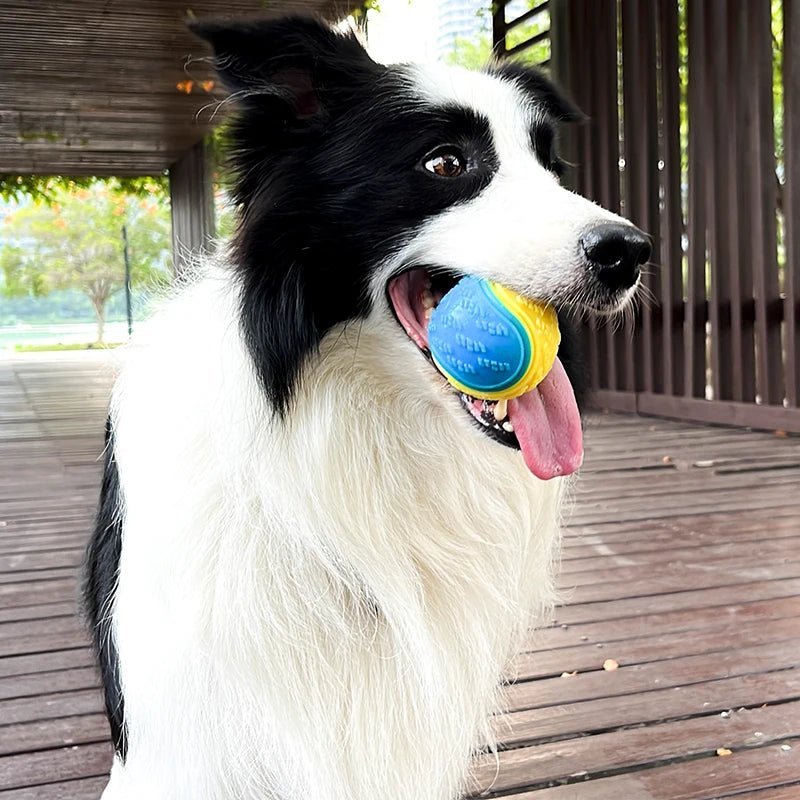 border-collie-avec-sa-Balle-Pour-Chien-Chien-a-l'extérieur