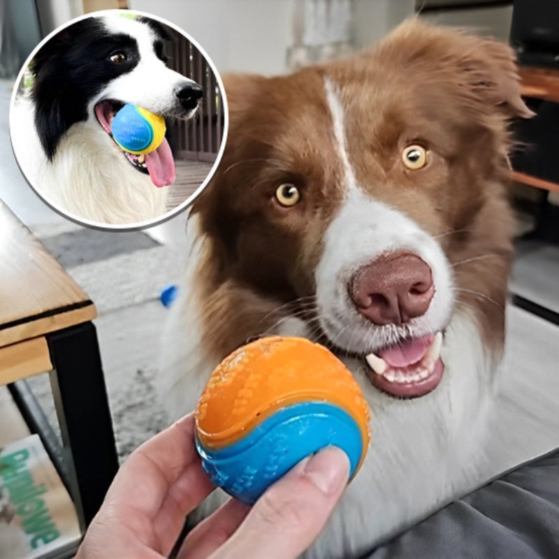 border collie brun dans son salon avec sa balle pour chien