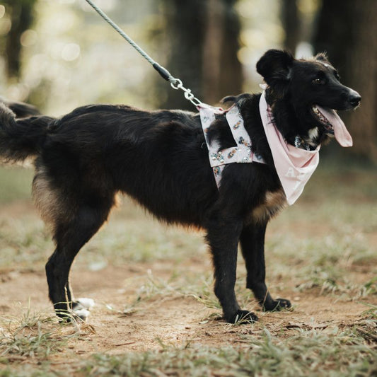 Bandana chien | JoliTriangle - Les Plaisirs Canins
