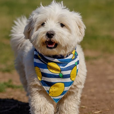 Bandana chien | SummerVibe - Les Plaisirs Canins