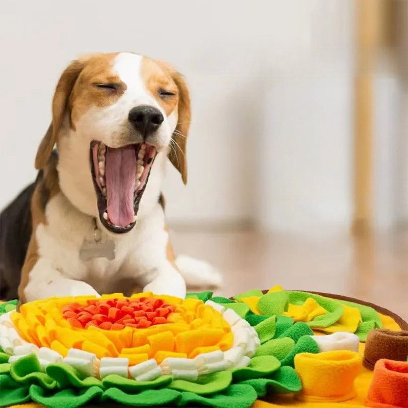 beagle qui baille devant son tapis de fouille chien