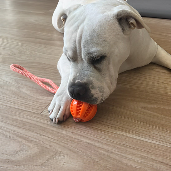 chien-blanc-jouet-indestructible-chien-corde-orange