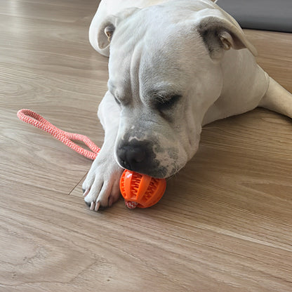 chien-blanc-jouet-indestructible-chien-corde-orange