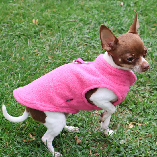 chihuahua-dehors-avec-manteau-chien-rose