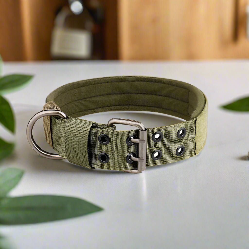 Collier chien | BigBoy - Les Plaisirs Canins
