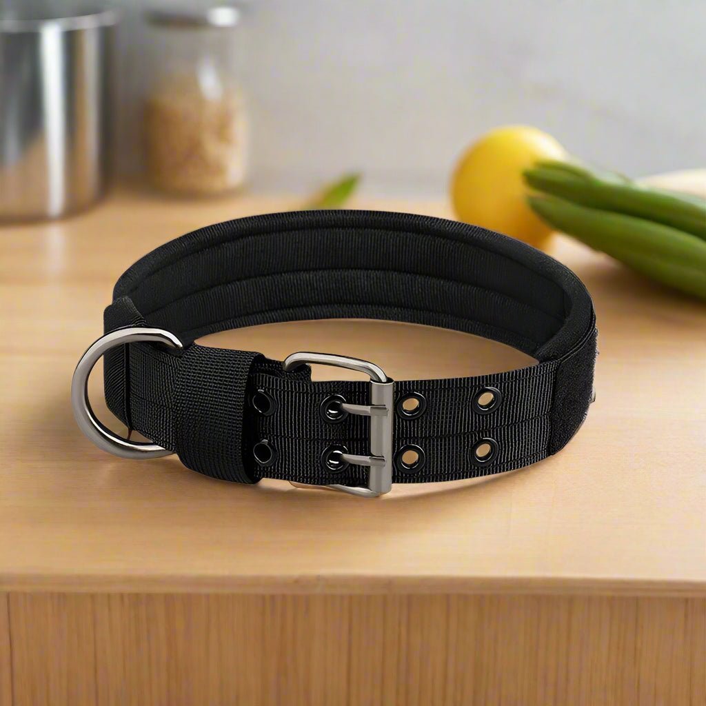 Collier chien | BigBoy - Les Plaisirs Canins