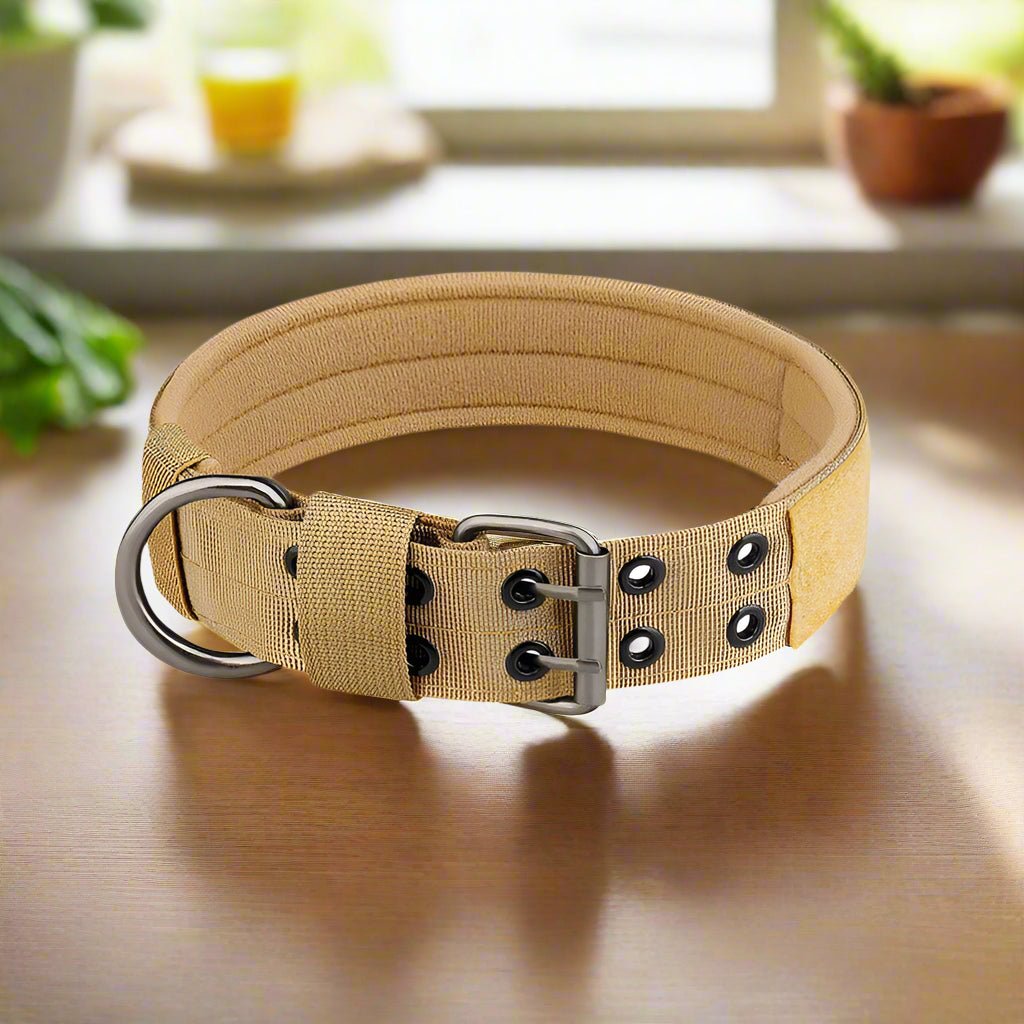 Collier chien | BigBoy - Les Plaisirs Canins