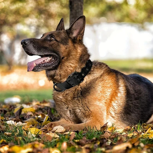 Collier chien | BigBoy - Les Plaisirs Canins