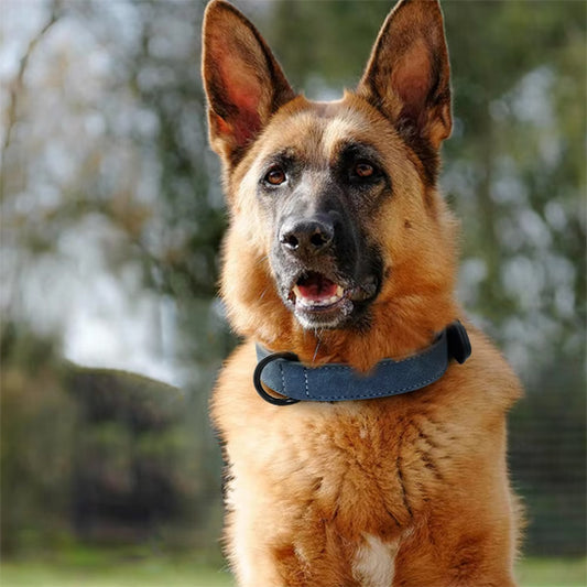 collier-chien-bleu-berger-allemand